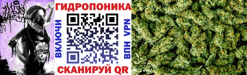 omg вход  Алзамай  Конопля ГИДРОПОН 